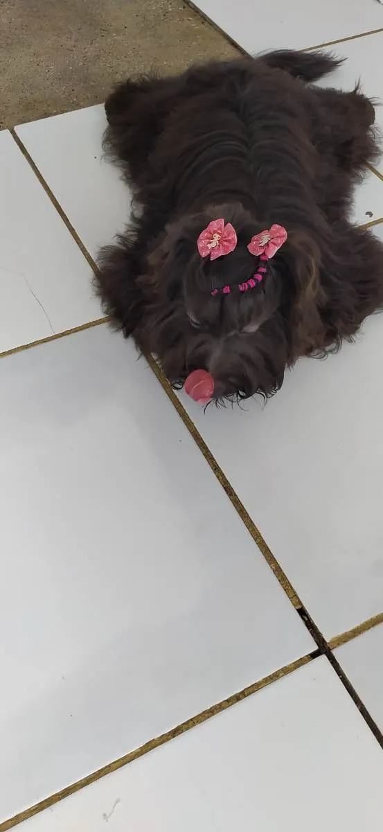 Cachorro ra a Mistura de poodle com Yorkshir idade 2 anos nome Pérola 