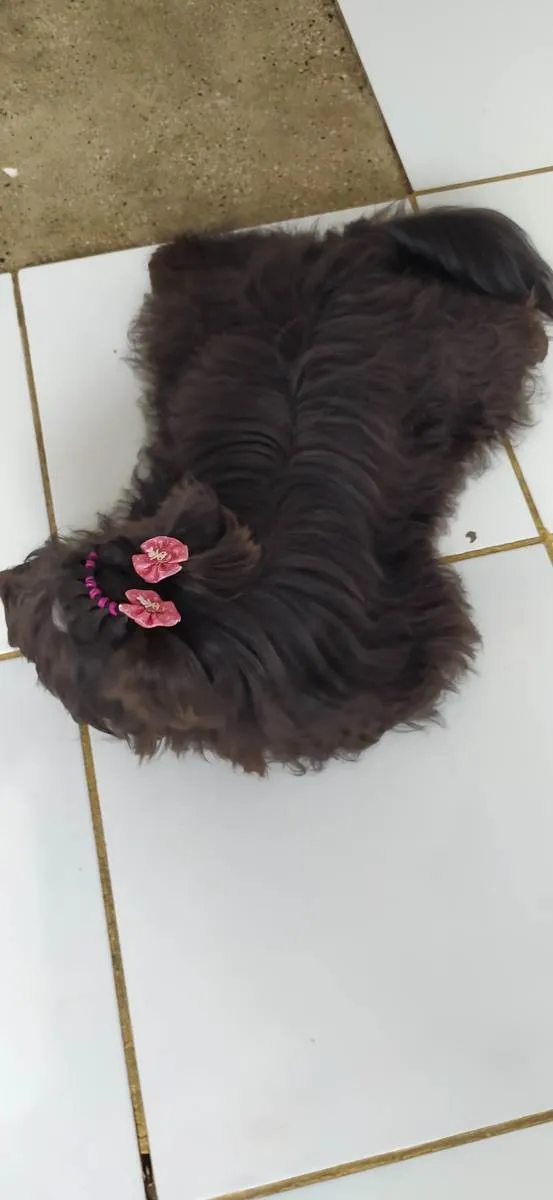 Cachorro ra a Mistura de poodle com Yorkshir idade 2 anos nome Pérola 