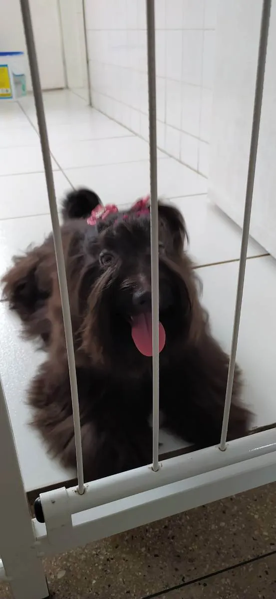 Cachorro ra a Mistura de poodle com Yorkshir idade 2 anos nome Pérola 