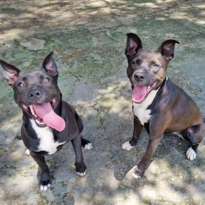 Cachorro ra a SRD idade 1 ano nome DAMA e LADY