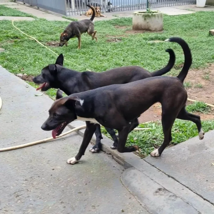 Cachorro ra a SRD idade 1 ano nome DAMA e LADY
