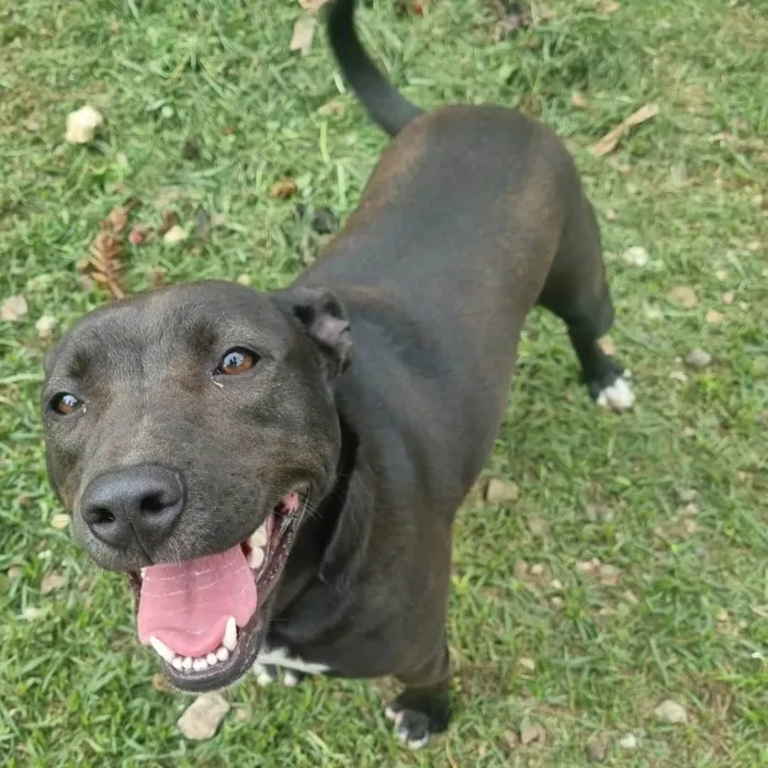 Cachorro ra a SRD idade 1 ano nome DAMA e LADY