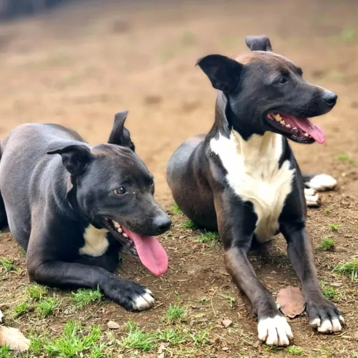 Cachorro ra a SRD idade 1 ano nome DAMA e LADY