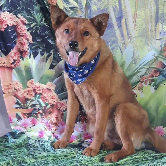 Cachorro ra a Mix com show show  idade 2 anos nome Lobinho