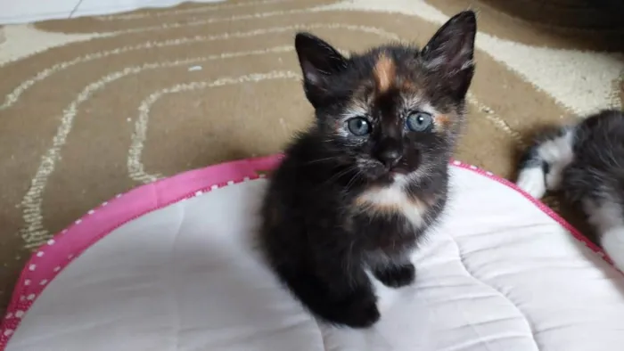 Gato raça SRD idade Abaixo de 2 meses nome DORA