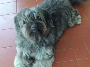 Cachorro raça Mistura de poodle com Yorkshir idade 2 anos nome Pérola 