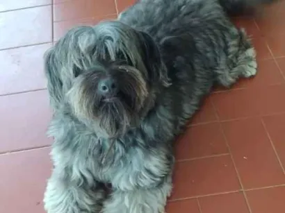 Cachorro raça Mistura de poodle com Yorkshir idade 2 anos nome Pérola 