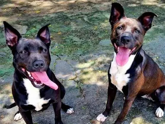 Cachorro ra a SRD idade 1 ano nome DAMA e LADY