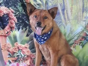 Cachorro raça Mix com show show  idade 2 anos nome Lobinho