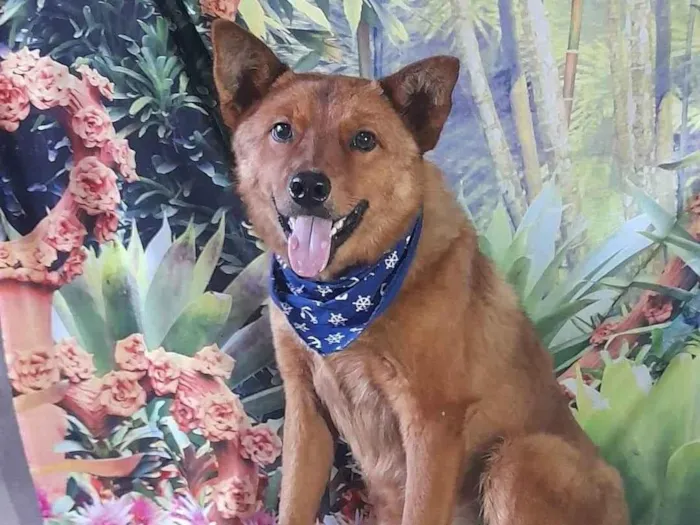 Cachorro ra a Mix com show show  idade 2 anos nome Lobinho