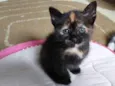 DORA