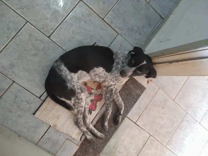 Cachorro ra a Vira lata idade 7 a 11 meses nome Kurama