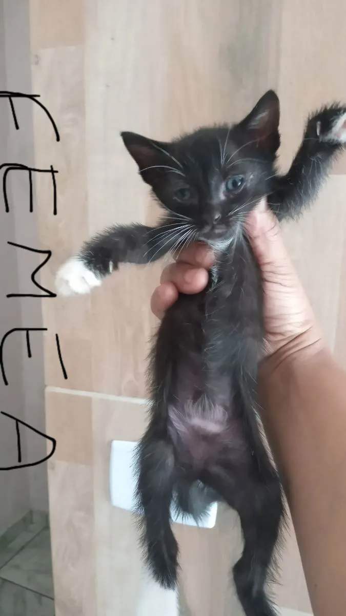 Gato ra a  idade Abaixo de 2 meses nome Sem nome