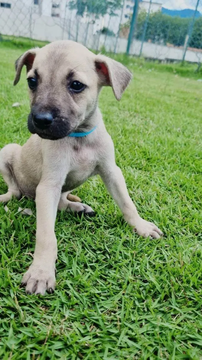 Cachorro ra a Vira lata  idade Abaixo de 2 meses nome Marley, Marla, Zeus,