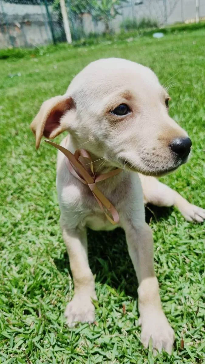 Cachorro ra a Vira lata  idade Abaixo de 2 meses nome Marley, Marla, Zeus,