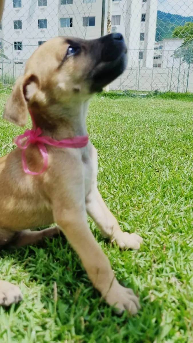 Cachorro ra a Vira lata  idade Abaixo de 2 meses nome Marley, Marla, Zeus,