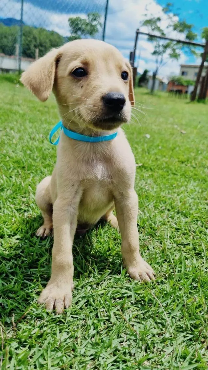 Cachorro ra a Vira lata  idade Abaixo de 2 meses nome Marley, Marla, Zeus,