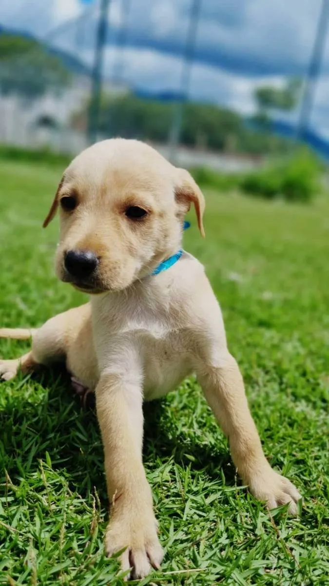 Cachorro ra a Vira lata  idade Abaixo de 2 meses nome Marley, Marla, Zeus,