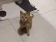 Barão