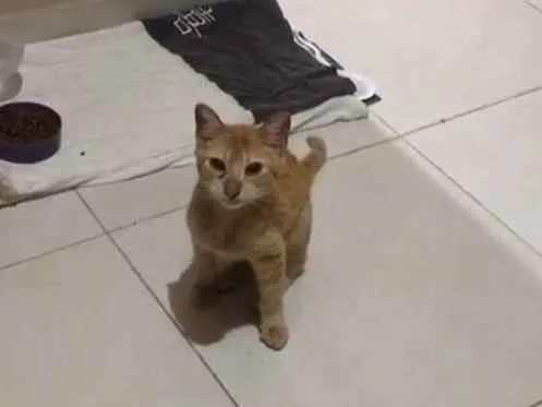 Gato raça  idade 1 ano nome Barão