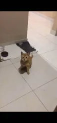 Barão