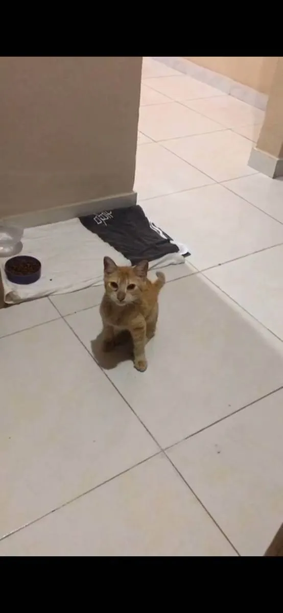 Gato raça  idade 1 ano nome Barão