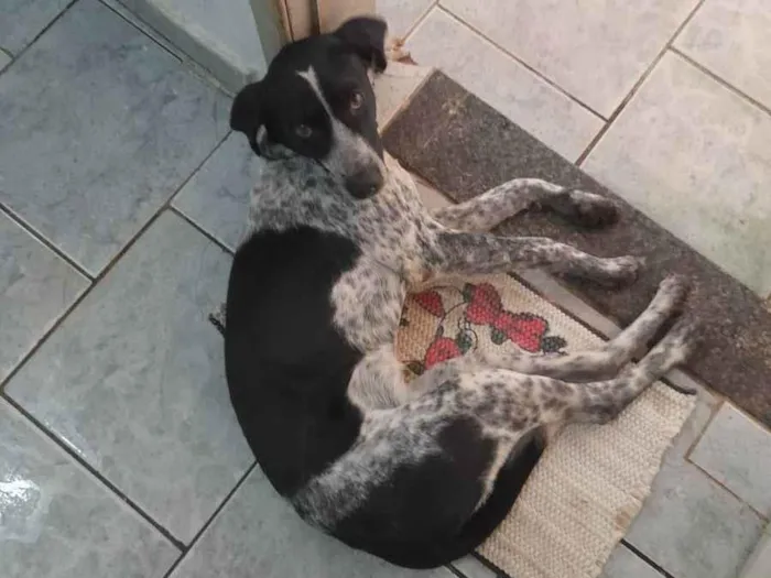 Cachorro ra a Vira lata idade 7 a 11 meses nome Kurama