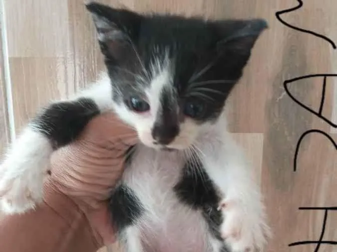 Gato ra a  idade Abaixo de 2 meses nome Sem nome