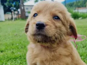 Cachorro raça Vira lata  idade Abaixo de 2 meses nome Marley, Marla, Zeus,