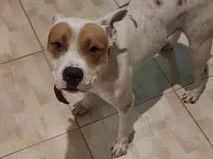 Cachorro raça Pitbull Red Nose idade 3 anos nome Will