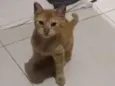 Barão