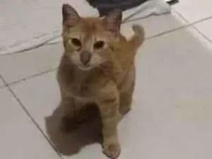 Gato raça  idade 1 ano nome Barão