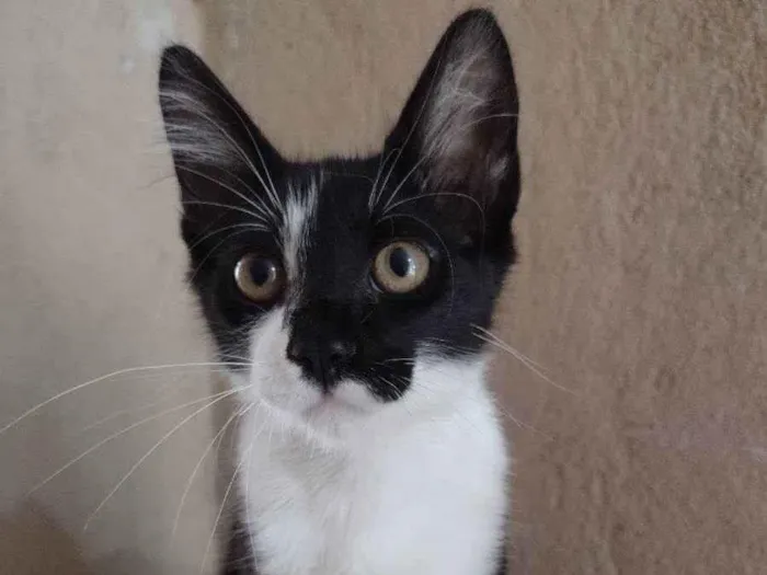 Gato ra a SRD idade 2 a 6 meses nome Mingau 