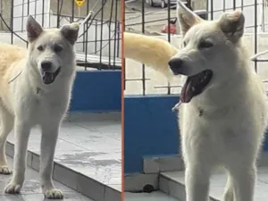 Cachorro raça Husky siberiano e Pastor Branc idade 7 a 11 meses nome Leon