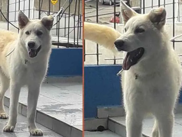 Cachorro ra a Husky siberiano e Pastor Branc idade 7 a 11 meses nome Leon