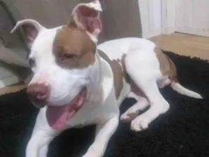 Cachorro raça Pitbull idade 7 a 11 meses nome Thor