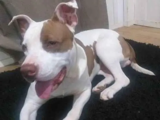 Cachorro ra a Pitbull idade 7 a 11 meses nome Thor