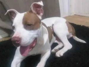 Cachorro raça Pitbull idade 7 a 11 meses nome Thor