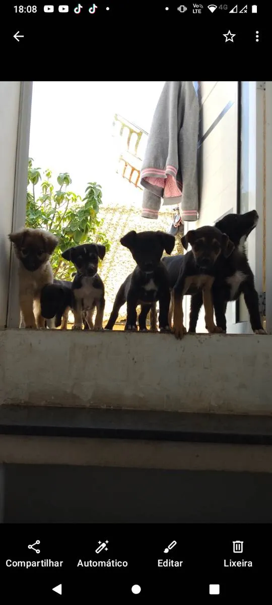 Cachorro ra a Srd idade 2 a 6 meses nome Vários 