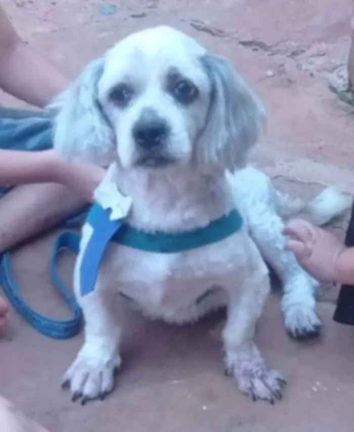 Cachorro ra a Shitzu  idade 2 anos nome Não sei 