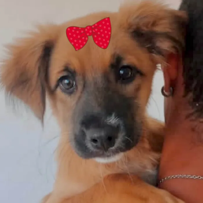 Cachorro ra a Mestiça  idade 2 a 6 meses nome Mabel 