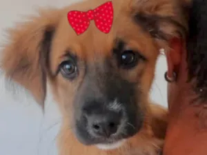 Cachorro raça Mestiça  idade 2 a 6 meses nome Mabel 