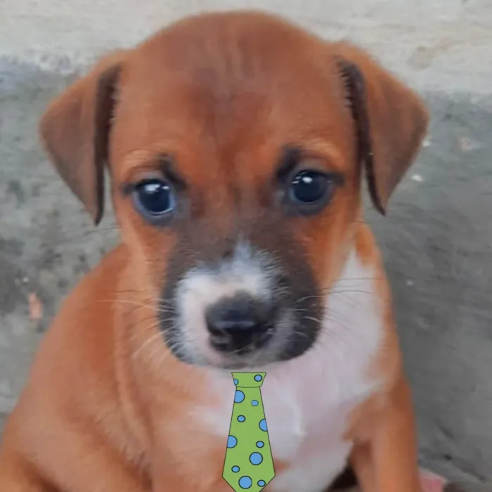 Cachorro ra a Mestiça  idade 2 a 6 meses nome Thor 