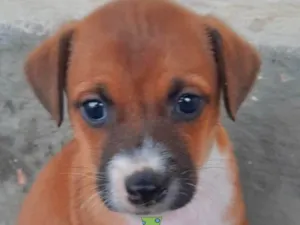 Cachorro raça Mestiça  idade 2 a 6 meses nome Thor 