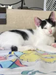 Gato raça Srd idade 2 a 6 meses nome Joca