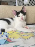 Gato raça Srd idade 2 a 6 meses nome Joca