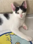 Gato raça Srd idade 2 a 6 meses nome Joca