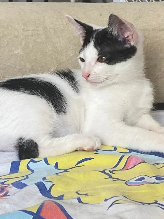 Gato raça Srd idade 2 a 6 meses nome Joca
