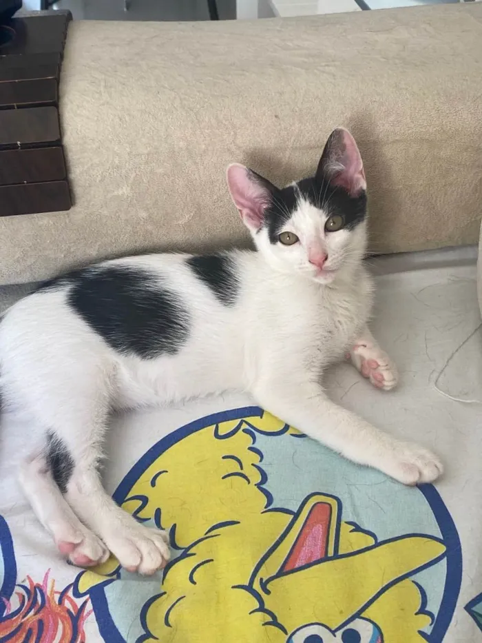 Gato raça Srd idade 2 a 6 meses nome Joca