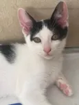 Gato raça Srd idade 2 a 6 meses nome Joca